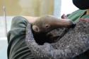 CAFS fecham o primeiro semestre com 1.099 atendimentos à fauna silvestre