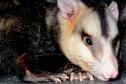 Amigo bicho: IAT reforça campanha contra a violência a animais silvestres