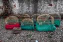 IAT apreende sete pássaros mantidos em cativeiro irregular em Curitiba