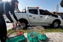 IAT apreende sete pássaros mantidos em cativeiro irregular em Curitiba
