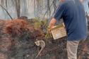 IAT preparou um guia orientativo para ajudar a população a agir com a fauna silvestre vitimada pelos focos de incêndio