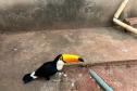 Técnicos do IAT aprenderam 15 aves em criadouros irregulares no Noroeste do Paraná