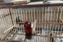 Técnicos do IAT aprenderam 15 aves em criadouros irregulares no Noroeste do Paraná