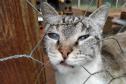 Programa Castrapet Paraná será retomado em novembro com o atendimento de mais de 35 mil animais, entre cães e gatos