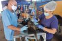 Programa Castrapet Paraná será retomado em novembro com o atendimento de mais de 35 mil animais, entre cães e gatos