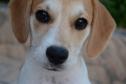 Programa Castrapet Paraná será retomado em novembro com o atendimento de mais de 35 mil animais, entre cães e gatos