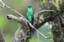 Ação científica de observação de aves vai ocorrer em 9 Unidades de Conservação do Paraná
