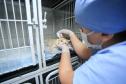 Programa Castrapet Paraná será retomado em novembro com o atendimento de mais de 35 mil animais, entre cães e gatos
