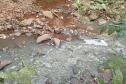 Suinocultor é multado em R$ 100 mil por infração ambiental em córrego de Toledo