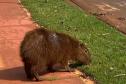 Instituto Água e Terra devolve capivara e gato-mourisco à natureza