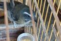 Técnicos do IAT resgataram oito aves silvestres de um cativeiro em Umuamara, no Noroeste do Paraná