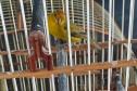 Técnicos do IAT resgataram oito aves silvestres de um cativeiro em Umuamara, no Noroeste do Paraná