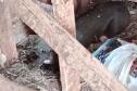 Instituto Água e Terra devolve capivara e gato-mourisco à natureza