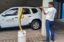 Ação do IAT permitiu o retorno à natureza de uma jiboia de 1,60 metro
