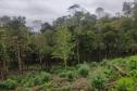 Edição 2024 da Operação Mata Atlântica em Pé identificou 1.433,33 hectares de área ilegalmente desmatada no Paraná