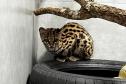 No mesmo dia, Instituto Água e Terra devolve gato-maracajá e coruja-orelhuda à natureza