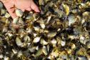 Novo ciclo do projeto Rio Vivo vai soltar 2,6 milhões de peixes nativos nas bacias do Paraná a partir deste mês