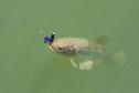 Novo ciclo do projeto Rio Vivo vai soltar 2,6 milhões de peixes nativos nas bacias do Paraná a partir deste mês