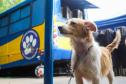 Programa CastraPet Paraná terá pela primeira vez ação de castração de pets na Ilha do Mel, em Paranaguá