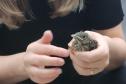 Período de calor coincide com o da reprodução das aves: é preciso seguir as orientações corretas para evitar acidentes com a fauna silvestre