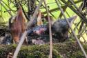 Período de calor coincide com o da reprodução das aves: é preciso seguir as orientações corretas para evitar acidentes com a fauna silvestre.