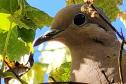 Período de calor coincide com o da reprodução das aves: é preciso seguir as orientações corretas para evitar acidentes com a fauna silvestre.