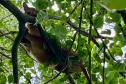 Onça-parda resgatada pelo IAT na região Noroeste do Paraná passará por tratamento veterinário antes de retornar à natureza.