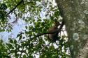 Onça-parda resgatada pelo IAT na região Noroeste do Paraná passará por tratamento veterinário antes de retornar à natureza.
