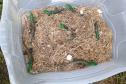 Filhotes de lagarto-teiú devolvidos à natureza nesta sexta-feira (31), no Litoral do Paraná, por técnicos do Instituto Água e Terra (IAT)