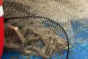 Um dia após a proibição da pesca, agentes do IAT recuperam 13 quilos de camarão em Guaraqueçaba