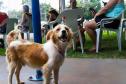 Programa CastraPet Paraná vai atender animais de 35 municípios do Estado em fevereiro