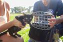 Programa CastraPet Paraná vai atender animais de 35 municípios do Estado em fevereiro
