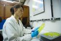 Composto por três laboratórios, a estrutura do IAT faz análises regulares de amostras de água, solo, sedimentos e peixes para a identificação de contaminantes e poluentes