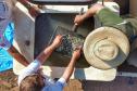 Programa Rio Vivo promove a soltura de peixes de nove espécies nativas nos rios do Paraná