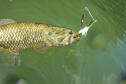 Programa Rio Vivo promove a soltura de peixes de nove espécies nativas nos rios do Paraná