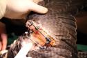 Falcão peregrino resgatado ferido pelo IAT em Nova Santa Rosa, no Oeste do Paraná, tinha anilha que mostra a origem do animal, a cidade de Ocean City, no estado de Maryland, nos EUA, a 7,3 mil quilômetros de distância