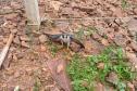 Falcão peregrino resgatado ferido pelo IAT em Nova Santa Rosa, no Oeste do Paraná, tinha anilha que mostra a origem do animal, a cidade de Ocean City, no estado de Maryland, nos EUA, a 7,3 mil quilômetros de distância