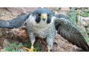 Falcão peregrino resgatado ferido pelo IAT em Nova Santa Rosa, no Oeste do Paraná, tinha anilha que mostra a origem do animal, a cidade de Ocean City, no estado de Maryland, nos EUA, a 7,3 mil quilômetros de distância