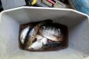 Operações comandadas pelo IAT durante o período de defeso da Piracema resultam em 44 quilos de peixes apreendidos e R$ 127 mil em multas.