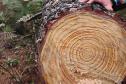 Ação coordenada pelo IAT e pela Iniciativa Campos Gerais promoveu o corte de pinus no Parque Estadual do Vale do Codó, em Jaguariaíva