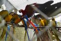 Rede coordenada pelo IAT salvou 1.483 animais