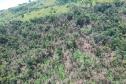 IAT identificou 478 hectares de área de vegetação danificada por fogo em quatro fazendas de Ribeirão Claro, no Norte Pioneiro