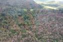 IAT identificou 478 hectares de área de vegetação danificada por fogo em quatro fazendas de Ribeirão Claro, no Norte Pioneiro