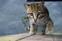 Rede coordenada pelo IAT salvou 1.483 animais