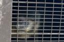 20 macacos-prego resgatados pelo IAT 
