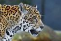 Rede coordenada pelo IAT salvou 1.483 animais