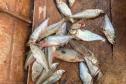 Pesca predatória