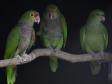 O amor está no ar: conheça os animais silvestre do Paraná que passam a vida toda juntos