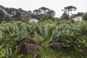 Paraná fortalece parceria com Embrapa Florestas em pesquisa para conservação da Araucária