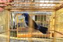 Instituto Água e Terra iniciou o processo de avaliação clínica de animais vítimas do tráfico internacional resgatados pela Polícia Civil 